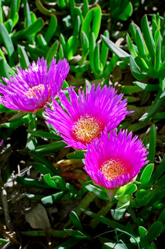 Flower Ice Plant ( Carpobrotus Edulis) Pigface, Carpobrotus Chilensis Stock Photo