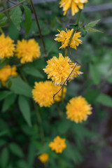 yellow forsythia bush blossom flowers