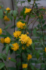 yellow forsythia bush blossom flowers