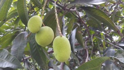 Close up green mango fruits hanging on tree branc 