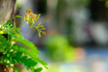 Tamarind green leaf with natural bokeh background.