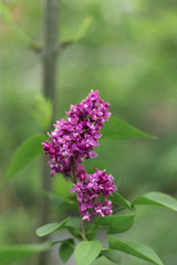 blooming violet lilac flower (syringa vulgaris ) 