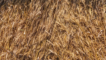 Background from the mowed ripe wheat