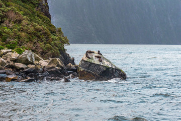 A small fur seal rookery in the fiord of New Zealand. Fiordland National Park
