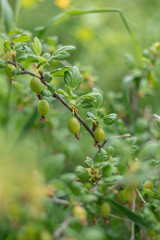 Fototapeta premium Fresh green Gooseberry on a gardener in spring