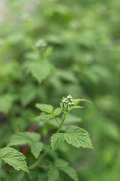 Fresh Green Blackberry Bouton In Spring