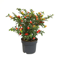 Fototapeta na wymiar Solanum pseudocapsicum 