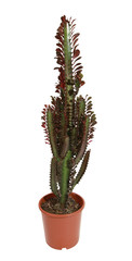Euphorbia dendroides