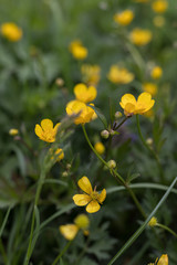 little yellow flowers in spring Field