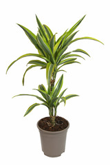 Dracaena	