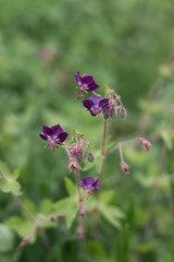 purple little flowers in spring Field