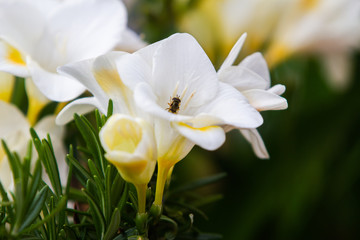White freesia flowering plants with bee on the petals