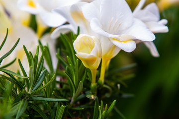 Fototapeta premium Freesia flowering plants in spring natural light