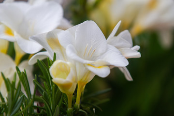 Freesia flowering plants in spring natural light