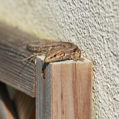 Lézard au soleil