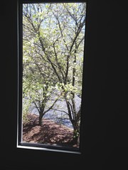 Apple Tree Viewed Through Window