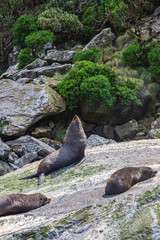 Fototapeta premium A group of fur seals are resting on a huge boulder. FiordLand, New Zealand