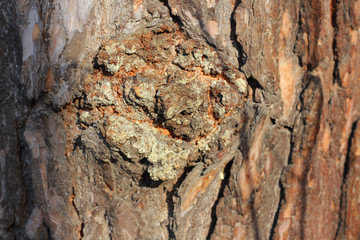bark of a tree