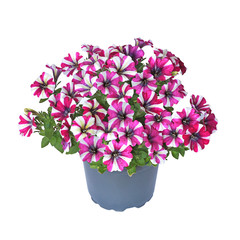 Surfinia rose et blanc en pot