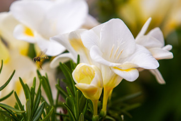 White freesia flowering plants and bee in flight