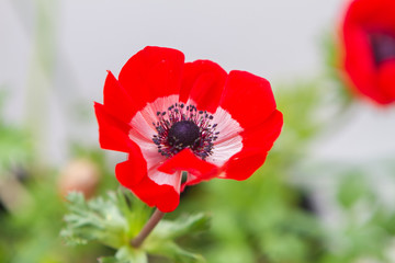 Red anemone coronaria, known as the poppy anemone