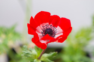 Red anemone coronaria, known as the poppy anemone