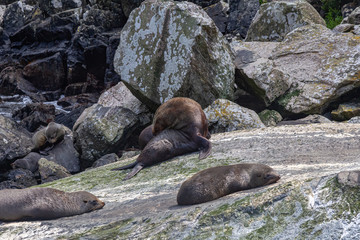 Naklejka premium Fiordland National Park. A small herd of fur seals are resting on a huge boulder. South island, New Zealand