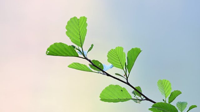 Alder knot with leaves in the morning, spring, (alnus glutinosa), germany