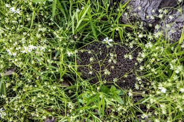 Little hedgehog in a grass. A wild animal in the city garden