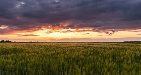 Fototapeta na wymiar sunset over a young field of barley