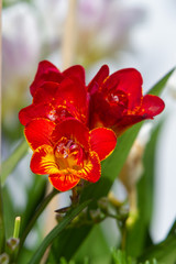 Red freesia flowering plants in spring natural light