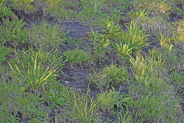 green grass