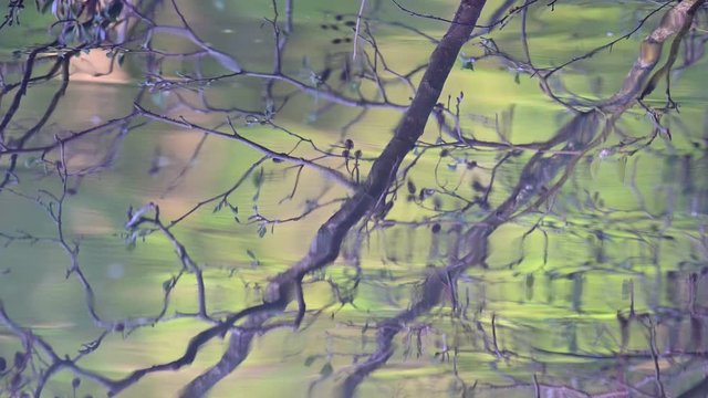 Alder knot reflections on the water, spring, (alnus glutinosa), germany