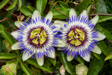 Passoflore, Passiflora caerulea, en gros plan
