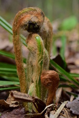 Osmund is a genus of ferns.