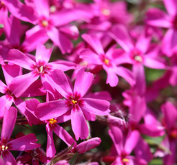 Pink flowers of Creeping Phlox in spring. Floral background