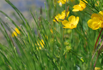 Petite fleur sauvage