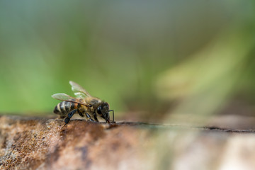 Honeybee close up portrait