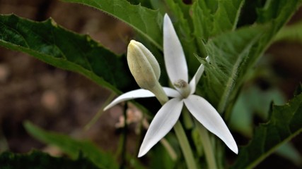 snowdrop in the forest