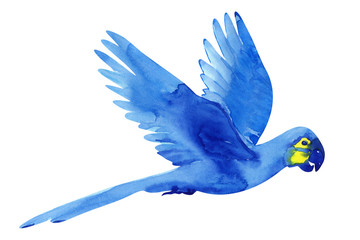 Hyacinth macaw parrot isolated, blue watercolor bird © AineGing