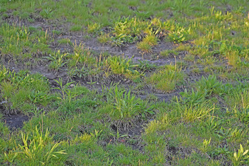 growth on a beach