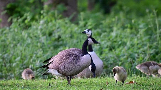 Canada goose family with goslings search feed on the meadow, spring,  (branta canadensis), germany