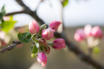 Obraz premium Pale pink Apple blossoms on a blurry background. Blooming spring garden. Apple blossoms in selective focus. Beautiful bokeh. Floral spring background with space for text