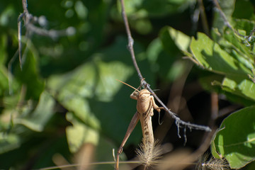 Insects, Townsville Australia
