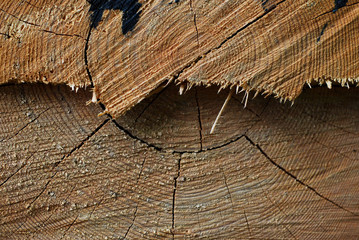 Tree trunk texture or background ...