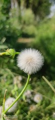 dandelion in the grass