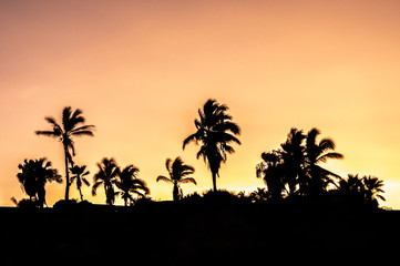 palmeras al atardecer