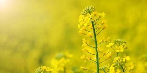 Obraz premium Flowering of the rapeseed field is yellow. Natural landscape background with copy space. Blooming canola flowers. Bright Yellow Rape in summer.