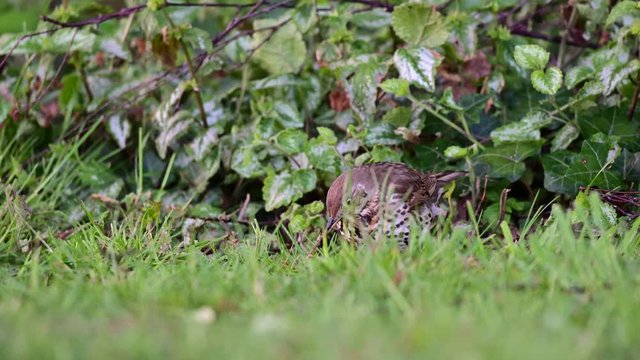 Song thrush catch a worm from the meadow, spring, (turdus philomelos), germany