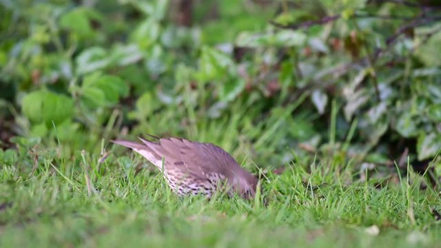 Song thrush catch a worm from the meadow, spring, (turdus philomelos), germany